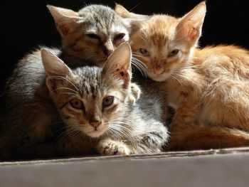 Portrait of kitten sitting on floor