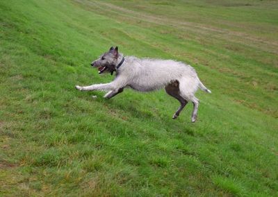 Dog running on field