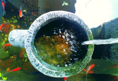 Close-up of fish swimming in water