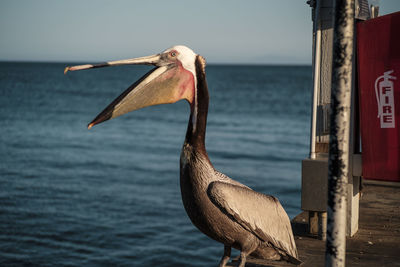 Close-up of bird perching by sea