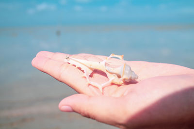 Midsection of person hand on beach