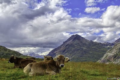 Cows grazing in a field