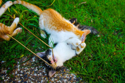 High angle view of cats on field