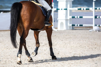 Equestrian, horse jumping competition, show jumping themed photograph.