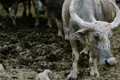 Cow standing in a field