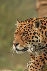 Close-up of jaguar resting at zoo