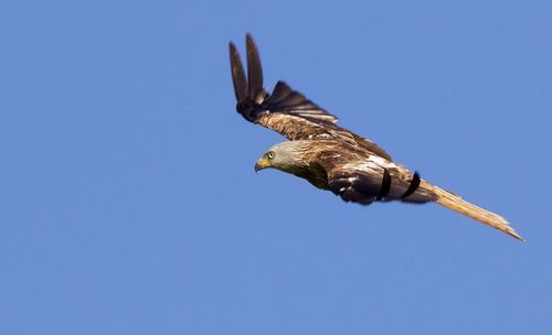 Low angle view of bird flying over blue sky