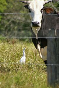 Cow on grassy field