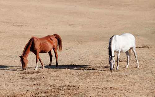 Horses standing in a field