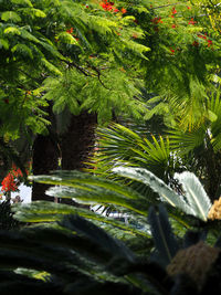 Close-up of fresh green plants