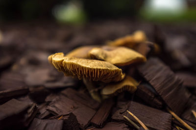 Close-up of mushrooms on wood