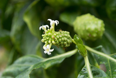 Close-up of white flowering plant