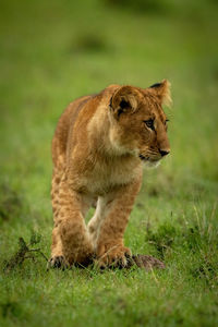 Lion cub walking on grass looking right