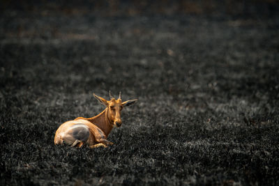 Deer in a field