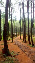 Trees in forest against sky