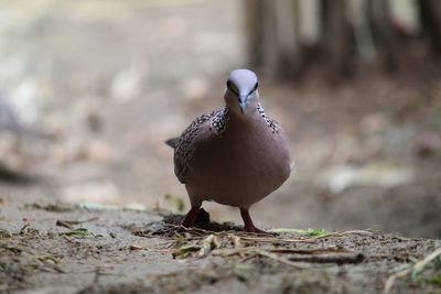 Close-up of bird perching outdoors