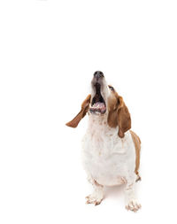 Red and white bassett hound looking up, mouth open, bright white back