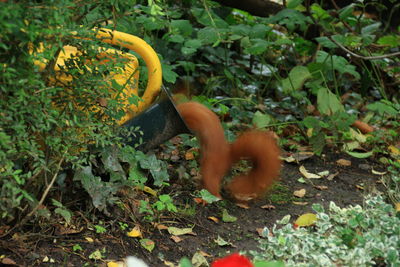 View of lizard on field