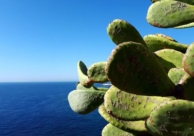 Cactus growing by sea against clear blue sky
