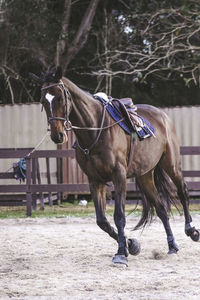 Brown horse running in pen