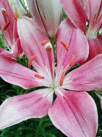 Close-up of pink flower blooming outdoors