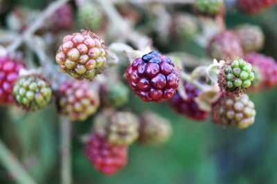 Close-up of berries growing on plant