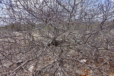 View of bare tree in forest