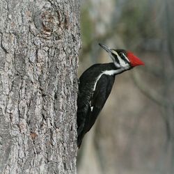 Close-up of bird perching on tree trunk