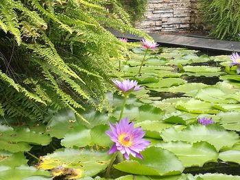 Close-up of water lily blooming outdoors