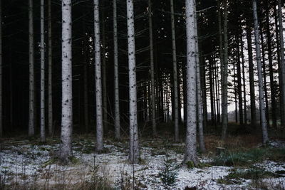 Trees in forest