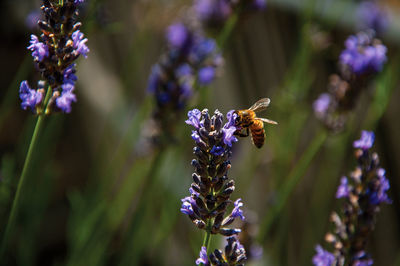 Close-up of bee on top of lavender flower in a garden at chateauneuf-du-pape, france.