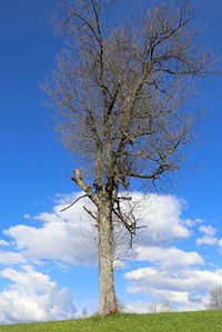 Bare tree on field against sky