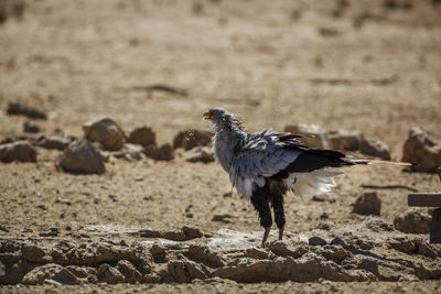 View of a bird on field