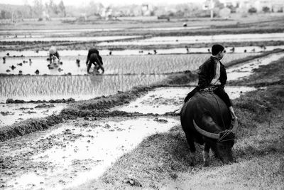 Rear view of man riding horse on field