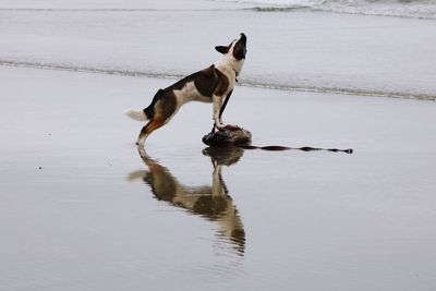Dog standing on log in the ocean