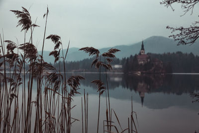 Close-up of plants by lake against sky