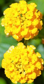 Close-up of yellow marigold blooming outdoors