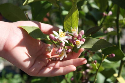 Close-up of hand holding flower