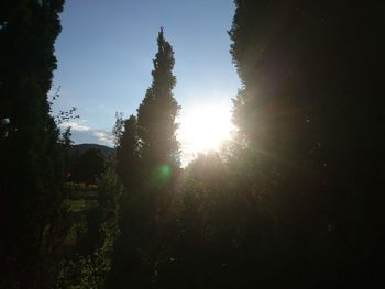 Low angle view of trees against clear sky