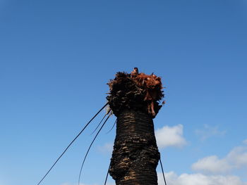 Low angle view of bird perching on cable against blue sky