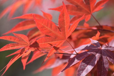 Close-up of red maple leaves
