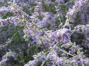 Close-up of purple flowers