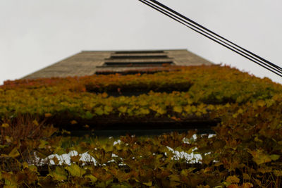 Plant growing on a wall