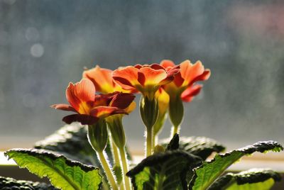 Close-up of flowers