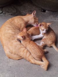 High angle view of ginger cat lying on floor