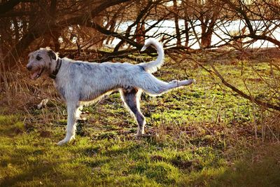 Dog on field