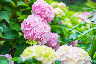 Close-up of pink flowers blooming outdoors