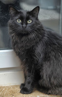 Portrait of black cat sitting on floor