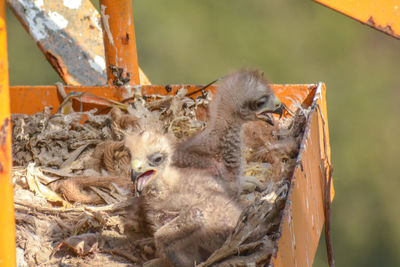 Close-up of young birds