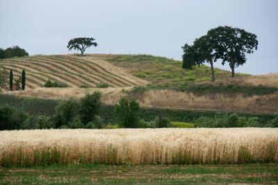 Scenic view of agricultural field against sky